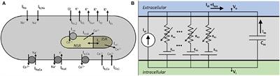 A Mathematical Model for Electrical Activity in Pig Atrial Tissue